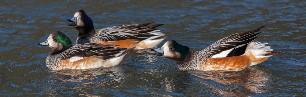 chiloe wigeon